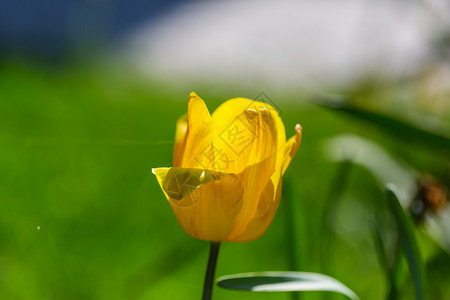 郁金香tulip的名词复数图片