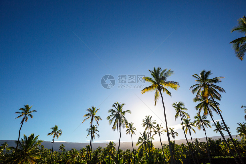 棕榈种植园热带岛屿上的棕榈种植园图片