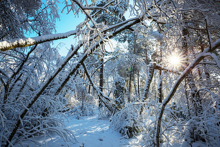 冬天的森林风景秀丽的雪覆盖森林冬季很适合诞节背景图片