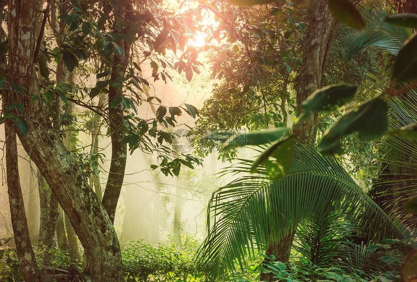 哥斯达黎加的丛林洲哥斯达黎加的薄雾雨林图片