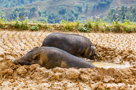 猪泥里的越南猪小的高清图片素材