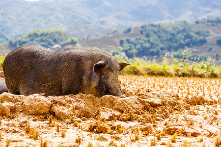 猪泥里的越南猪尾纤高清图片素材