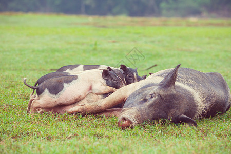 越南猪绿色田野里的越南猪高清图片