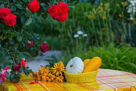 收获花园里的夏天收获图片