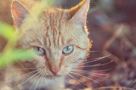 成年猫坐草地上图片