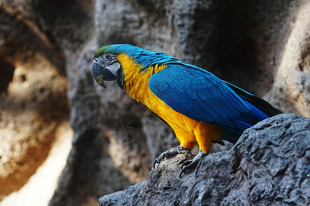 动物园里带黄色乳房的蓝色鹦鹉图片