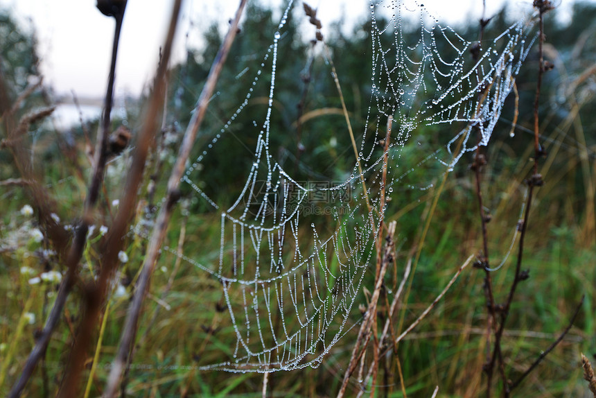 草地上的蜘蛛网,秋天图片
