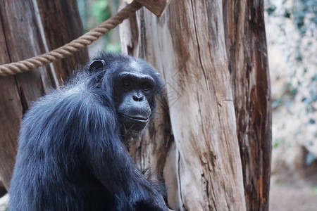 大猩猩大猴子住热带公园背景图片