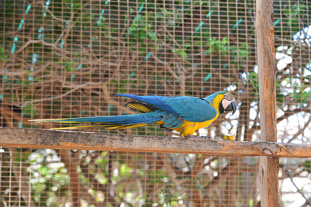 动物园里带黄色乳房的蓝色鹦鹉图片