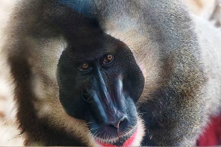 大猴子住热带公园图片