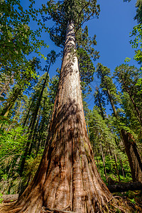 加州大树州公园的红杉树加州,美国图片