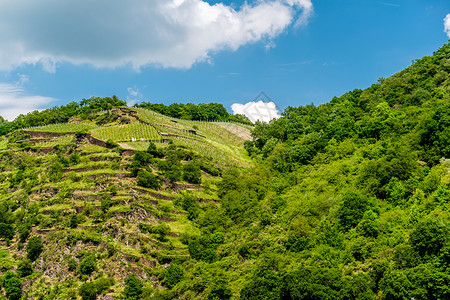 德国莱茵河谷莱茵峡谷的葡萄园高清图片