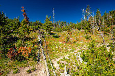美国怀俄明州黄石公园的森林荒野高清图片素材