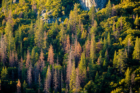 约塞米蒂公园的松林加州,美国背景图片