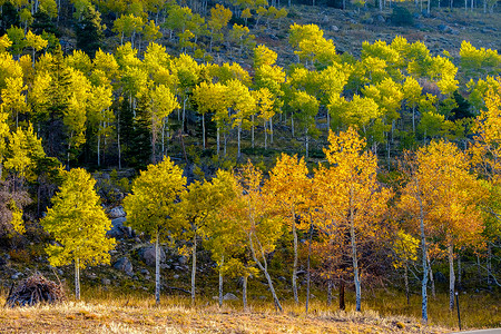 秋天洛基山公园的白杨树林科罗拉多,美国图片