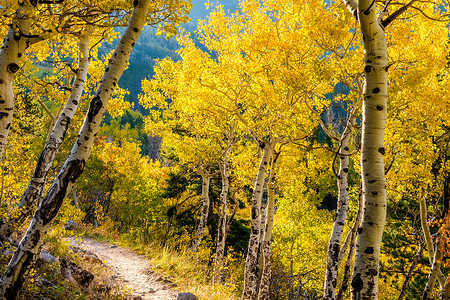 秋天洛基山公园的白杨树林科罗拉多,美国背景图片