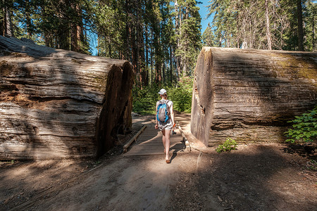 游客背包徒步旅行卡拉韦拉斯大树州立公园加州,美国图片