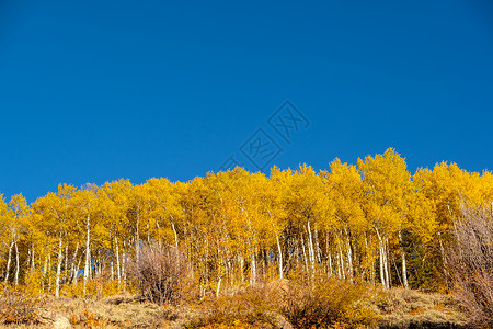 秋天岩石山上的阿斯彭树林秋天洛基山公园的白杨树林科罗拉多,美国背景图片