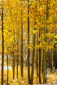季节变化,雪秋树季节变化,次雪秋季白杨树科罗拉多州,美国背景图片
