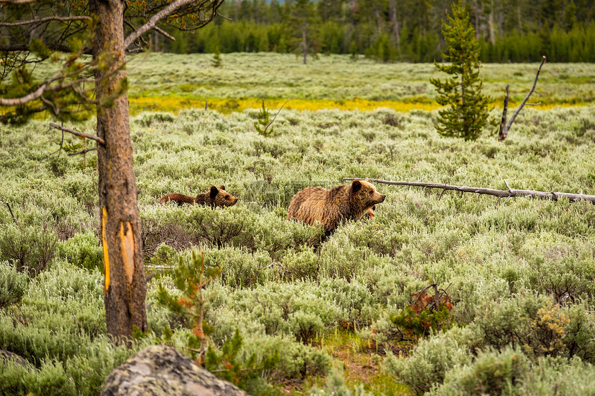 黄石公园里的灰熊灰熊黄石公园,怀俄明州,美国图片