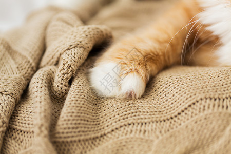 宠物红色猫爪针毛毯针毛毯上红色猫爪图片