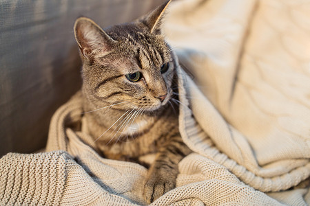 宠物潮湿的塔比猫躺家里的毯子冬天冬天,塔比猫躺家里的毯子上背景图片