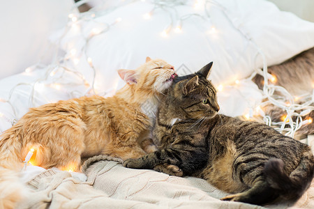 宠物,诞节潮湿的两只猫躺床上与花环家里两只猫躺床上,家里花环背景图片