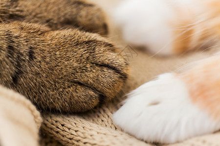 宠物两只猫的爪子毯子上把两只猫的爪子贴毯子上图片
