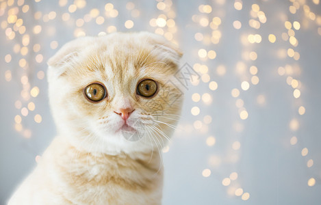 宠物,动物猫的苏格兰折叠小猫假日灯光背景苏格兰折叠小猫背景图片