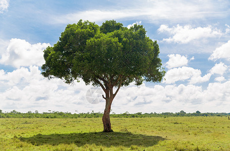 非洲热带草原的相思树背景图片