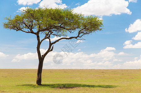 自然景观非洲野生动物非洲马赛马拉保护区热带草原的相思树非洲热带草原的相思树非洲热带草原的相思树背景图片