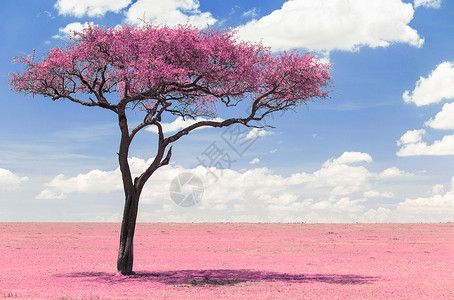 热带草原的粉红色相思树背景图片