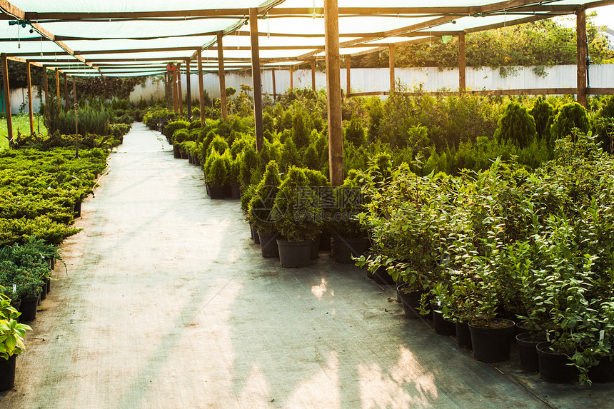 各种常绿植物灌木,用于美化室外绿化户外花园市场图片