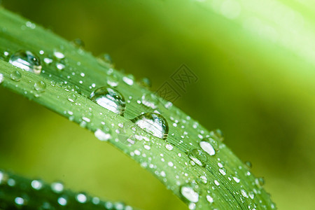 美丽的绿叶与水滴,特写绿叶上的晨露背景图片