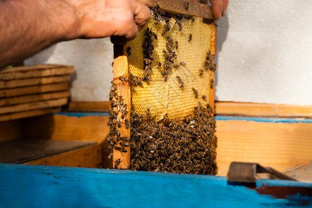 养蜂人着蜜蜂的蜂巢人类事养蜂业背景图片