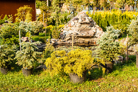 各种常绿植物,用于园林绿化假山户外花园市场背景图片