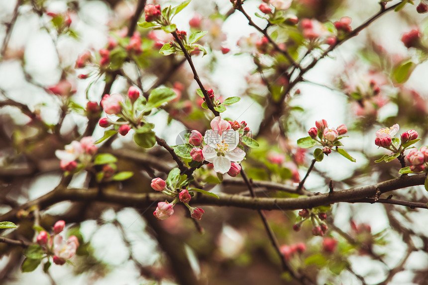 苹果树的枝条粉红色的花,自然开花的季节春天背景绿色背景上苹果树的树枝图片
