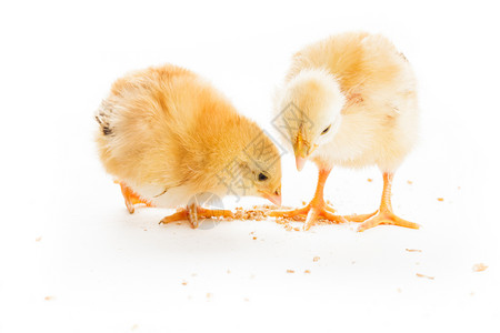 竞争两种同的小鸡啄小米,隔离白色为生存而奋斗竞争图片