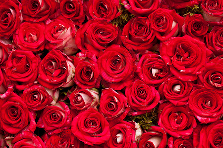 红色玫瑰背景,婚礼图案红色玫瑰背景图片