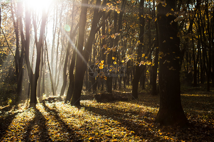秋天的薄雾森林里秋天的阴影壮丽的阳光秋天朦胧的早晨图片