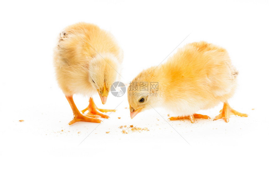 两只同的小鸡啄小米,孤立白色可爱的小妞图片