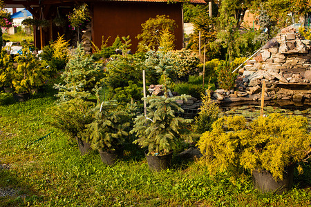 各种常绿植物,用于园林绿化假山户外花园市场背景图片