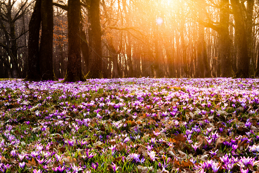 春天的红花草地地毯公园里美丽的自然花朵灵感倾斜移位版本藏红花草甸花图片