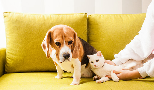 狗坐格里布沙发上,猫躺女孩旁边动物躺沙发上图片素材