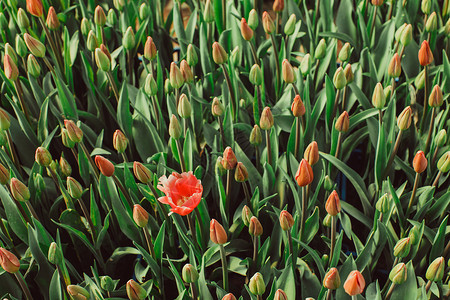 朵盛开的红色郁金香花蕾领域的风景朵盛开的红色郁金香图片
