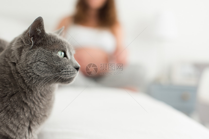 猫母亲接近猫与孕妇的背景图片