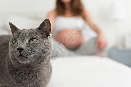 未病先防猫母亲接近猫与孕妇的背景背景