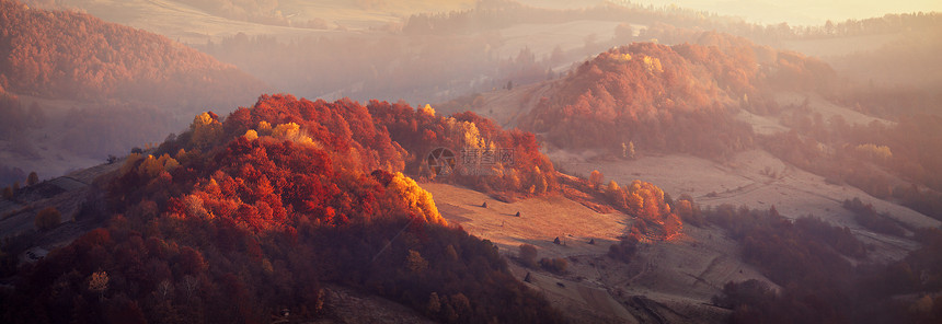 山秋全景景观与彩色森林废弃的山毛榉角梁林地喀尔巴阡山山谷日出全景,山上美妙的金色灯光图片