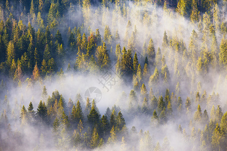 美丽的针叶林覆盖着大量的雾薄雾云杉松林背景图片