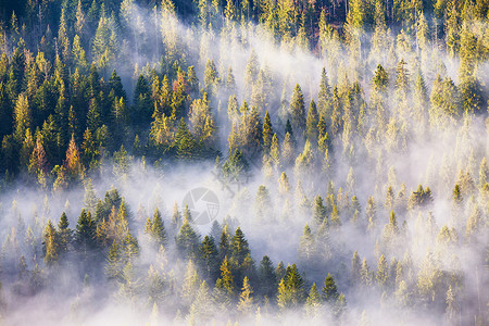 雾中针叶林,雾中松林云杉冷杉林的晨雾温暖的阳光下背景图片